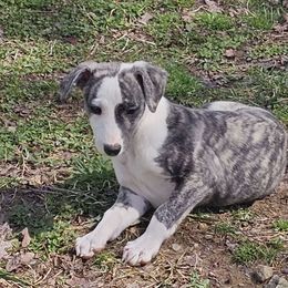 Eagle - Fawn brindle Whippet puppy in Lenoir City, Tennessee from Equiss Whippets