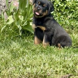 Rottweiler puppies from LMR Kennel