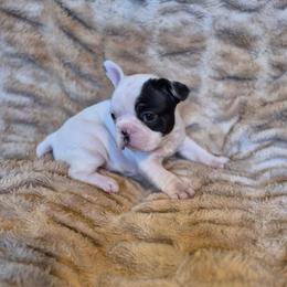Magnolia - Black and white female French Bulldog puppy in Alexander City, Alabama from Lake Martin Fancy Frenchies