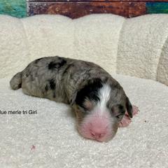 Black merle tri - female Australian Mountain Doodle puppy in Blue Springs, Missouri from Jeanie’s Doodles