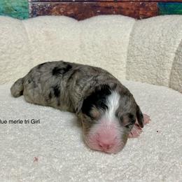 Black merle tri - female Australian Mountain Doodle puppy in Blue Springs, Missouri from Jeanie’s Doodles