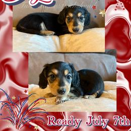 Jefferson - Black and cream male Dachshund puppy in Jonesboro, Illinois from Twin Hills Dachshunds
