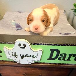 Thor - Chocolate male Cavalier King Charles Spaniel puppy in Spring Hill, Florida from Wonderland Cavaliers