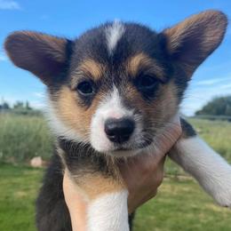 Pembroke Welsh Corgis from LL Corgi Co