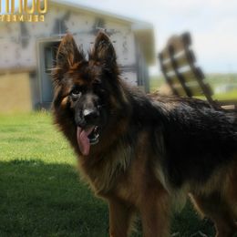 Enigma - German Shepherd