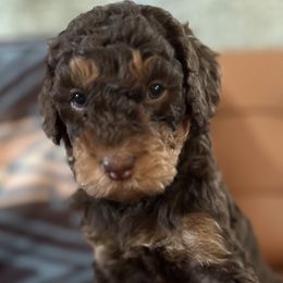 Boy 1 - Phantom Bernedoodle puppy in Bend, Oregon from Bella Ridge Farms & Dapper Doodles