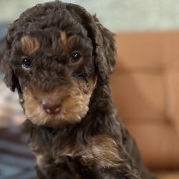 Boy 1 - Phantom Bernedoodle puppy in Bend, Oregon from Bella Ridge Farms & Dapper Doodles