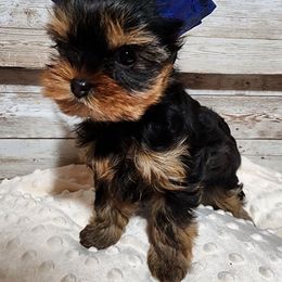 Yorkshire Terrier Puppies from Hetzel’s Enchanted Yorkies (Michigan)