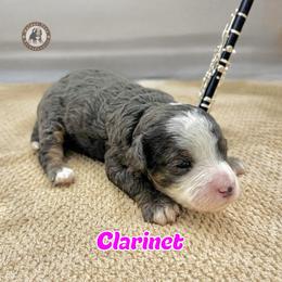 Clarinet - Blue merle female Bernedoodle puppy in Banner Elk, North Carolina from Walnut Tree Bernedoodles