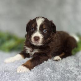 Reesie - Red tri-color female Australian Shepherd puppy in Summerville, South Carolina from Flowertown Aussies