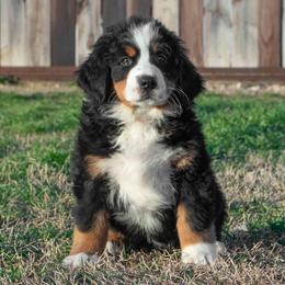 Bernese Mountain Dog Puppies from Berner Dynasty