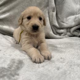 Betty Lou Who:Yellow Collar - Golden female Golden Retriever puppy in Monterey, Tennessee from Lawson’s Green Acres Goldens and Mini Dachshunds