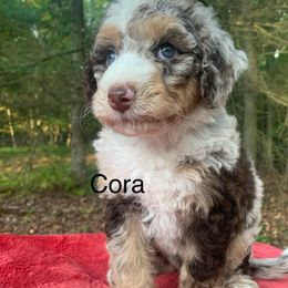 Cora - Chocolate merle female Bernedoodle puppy in New Ringgold, Pennsylvania from Hawk Mountain Doodles