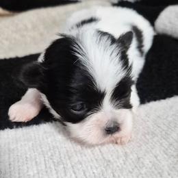 Birdie - Black and white female Mal-Shi puppy in Austin, Texas from Austin Maltese Babies