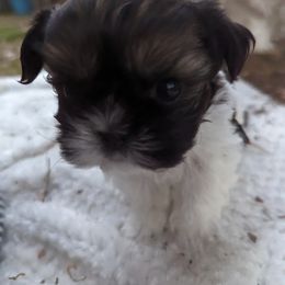 Shih Tzu Puppies from We Shih Tzu Not!