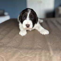 Green Collar Boy - Chocolate male Australian Labradoodle puppy in Hagerstown, Maryland from Westfields Labradoodles