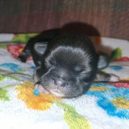 Brave - Tricolor male Shih Tzu puppy in Memphis, Tennessee from Lady and the Tramp