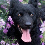 Dutch Shepherds and Mudis from Daydream Mudi