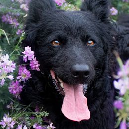 Dutch Shepherds and Mudis from Daydream Mudi