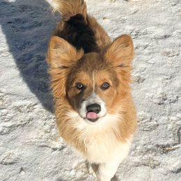 Oso - Pembroke Welsh Corgi
