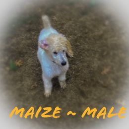 Poodle Puppies from Old Wire Puppies