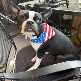 ZsaZsa - Boston Terrier