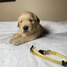 Ben - Light golden male Golden Retriever puppy in North Pole, Alaska from Mulberry Retrievers