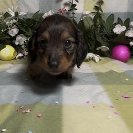 Red Sable Boy 1 - Sable male Dachshund puppy in Alice, Texas from Crimson’s longhair Dachshunds