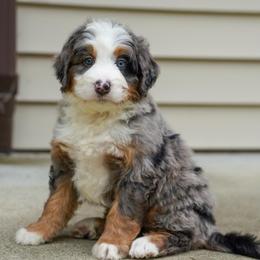 Carlin - Merle male Bernedoodle puppy in Dundee, Ohio from Down Home Doodle