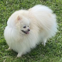 Heidi - Pomeranian