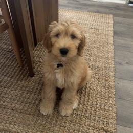 Charlie - green - Red  male Goldendoodle puppy in Phoenix, Arizona from Kerri's Goldendoodles