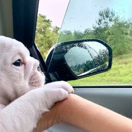 Bulldog Puppies from Simpkins' Southern Bulldogs