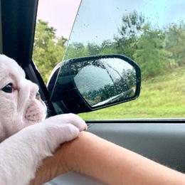 Bulldog Puppies from Simpkins' Southern Bulldogs