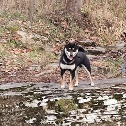 Ruger - Shiba Inu