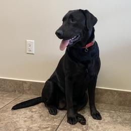Stella - Labrador Retriever