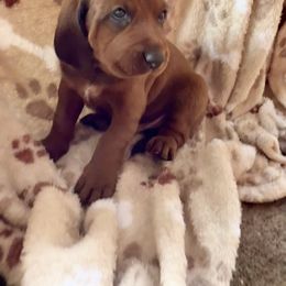 Redbone Coonhound Puppies from Morris’s redbones