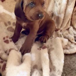 Redbone Coonhound Puppies from Morris’s redbones