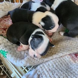 Clarissa - Black and white female Boston Terrier puppy in Alma, Michigan from Central MI Bostons