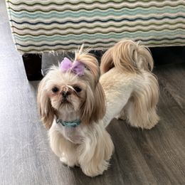 Mystic - Shih Tzu