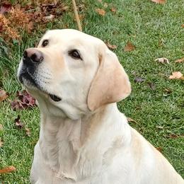 River - Labrador Retriever