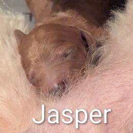 Jasper (Blue collar) - Red  male Goldendoodle puppy in Citrus Heights, California from Grandpaw's Golden Doodles