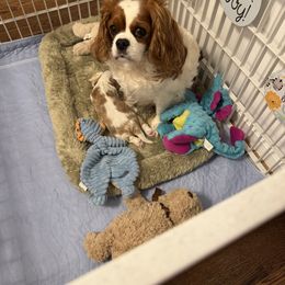 Cavalier King Charles Spaniel Puppies from Reynolds Farms Cavaliers