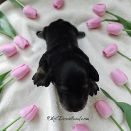 Tabitha - Black and cream female Dachshund puppy in Oklahoma City, Oklahoma from OkieDoxieland Dachshunds