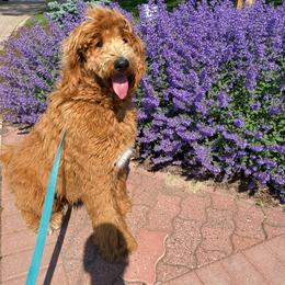 Assorted Doodle Crosses, Bernedoodle, Goldendoodle, and Labradoodle All Grown Up from Erica’s Doodles