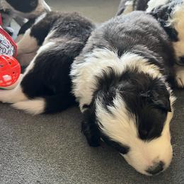Border Collie Puppies from Roaring River Border Collies