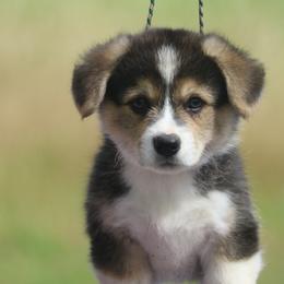Jaguar - Black and tan male Pembroke Welsh Corgi puppy in West, Texas from Rustic Spur Kennel