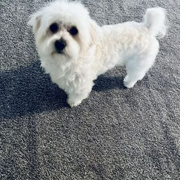 Finn - Maltese