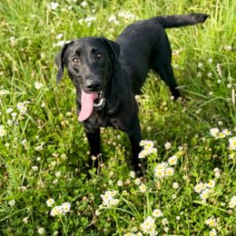 Labrador Retriever puppies from Cornerstone Kennels