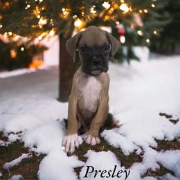 Boxer Puppies from Kristi Kenny