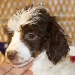Brown Tri Girl - Phantom female Poodle puppy in Belgreen, Alabama from Scott’s Farm Poodles and Doodles